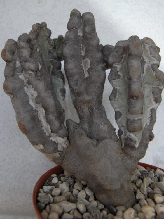 Name:  Quaqua mamosa.jpg
Views: 1040
Size:  52.3 KB