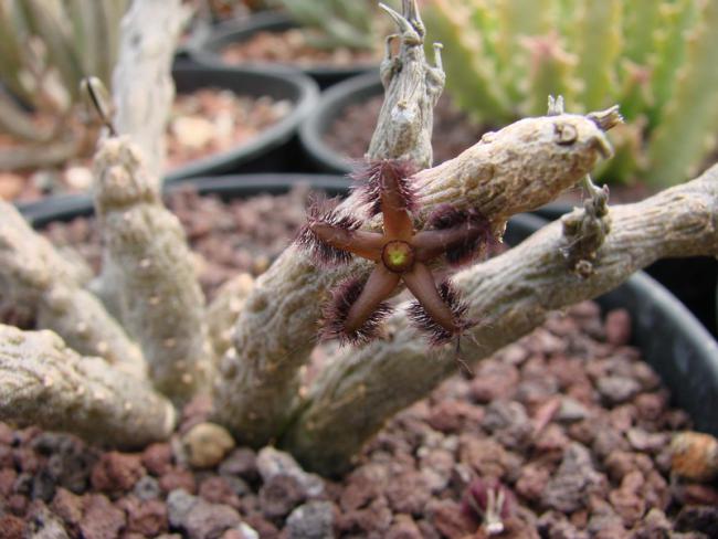 Name:  R. ciliatum Tambin.jpg
Views: 1083
Size:  45.8 KB