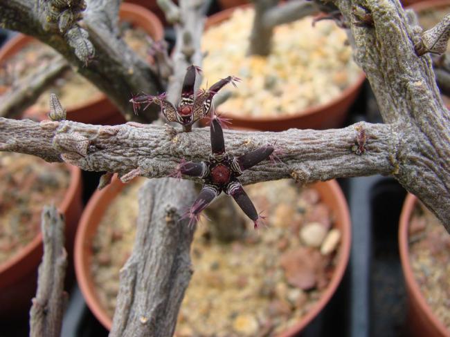 Name:  R. macrolobum.jpg
Views: 1043
Size:  52.0 KB