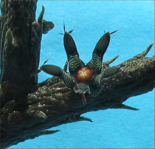 Name:  Rhytidocaulon macrolbum 2.jpg
Views: 716
Size:  51.9 KB