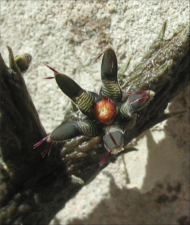Name:  Rhytidocaulon macrolobum 1.jpg
Views: 707
Size:  70.3 KB