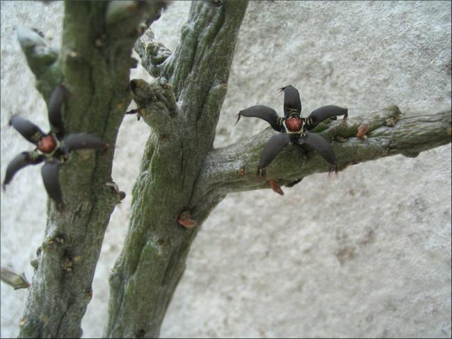 Name:  Rhytidocaulon macrolobum 3.jpg
Views: 714
Size:  49.5 KB