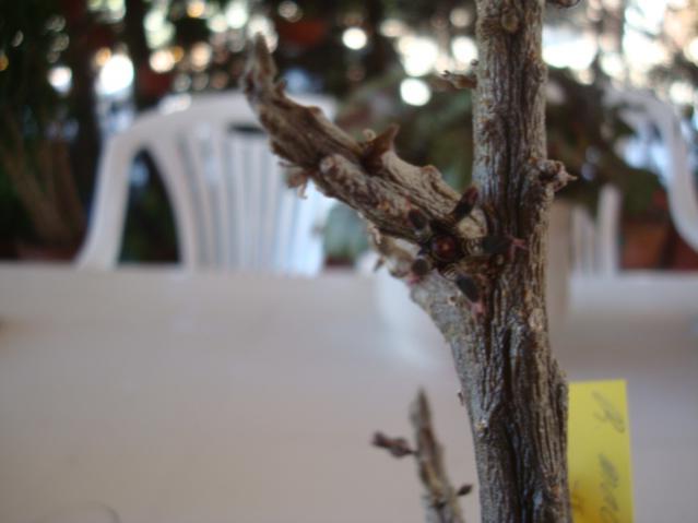 Name:  Rhytidocaulon macrolobum.jpg
Views: 706
Size:  28.1 KB