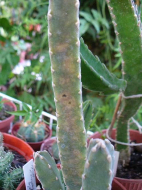 Name:  S. desmenthiana v. pallida.jpg
Views: 704
Size:  43.9 KB