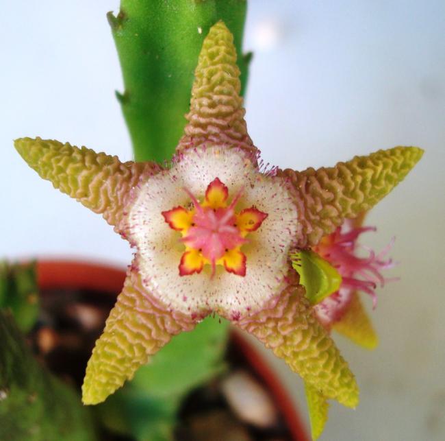 Name:  s. flavopurpurea.jpg
Views: 701
Size:  42.7 KB