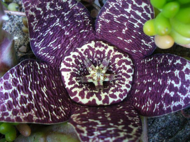 Name:  S. variegeta.jpg
Views: 675
Size:  69.8 KB