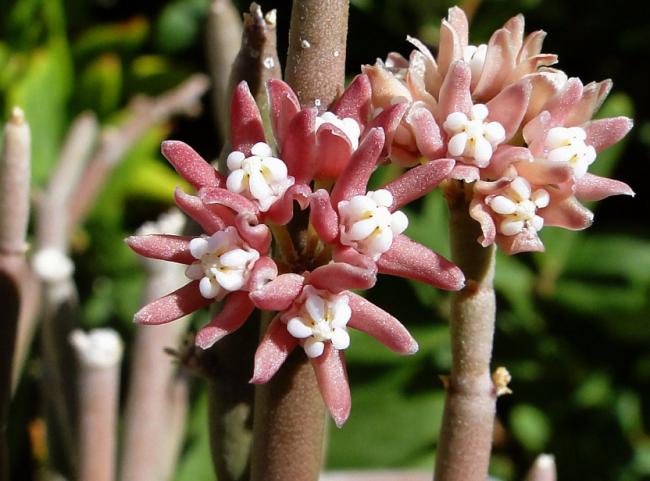 Name:  Sarcostemma vanlessenii.jpg
Views: 730
Size:  48.0 KB