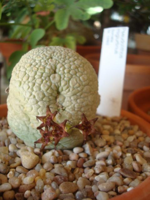 Name:  Seudolithops mirginatus.jpg
Views: 1027
Size:  39.8 KB