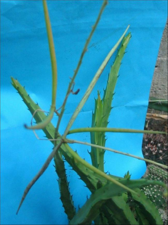 Name:  Spathulopetalum gracilipes (2).jpg
Views: 1012
Size:  58.2 KB