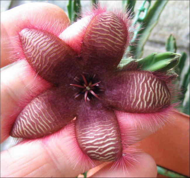 Name:  Stapelia 2 - 75 mm.jpg
Views: 1046
Size:  63.1 KB