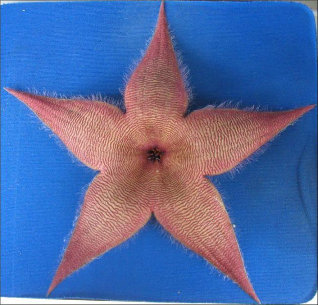 Name:  Stapelia 2 du jardin.jpg
Views: 1001
Size:  64.6 KB