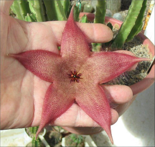 Name:  Stapelia 4.jpg
Views: 1032
Size:  63.5 KB