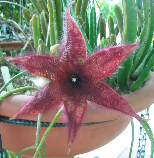 Name:  Stapelia 5 a 6 petales.jpg
Views: 1010
Size:  68.0 KB