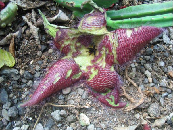 Name:  Stapelia 5 du jardin.jpg
Views: 732
Size:  72.3 KB