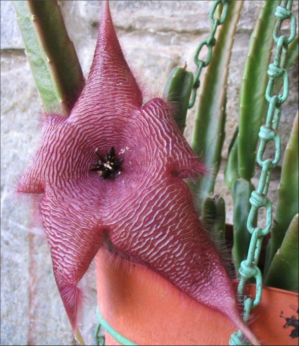 Name:  Stapelia 5.jpg
Views: 760
Size:  71.9 KB