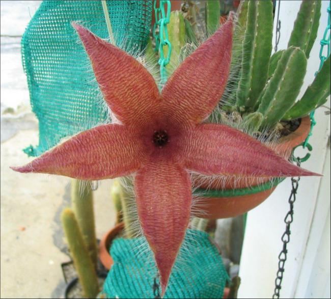 Name:  Stapelia 6.jpg
Views: 696
Size:  65.4 KB