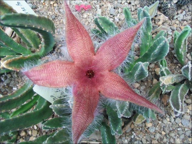 Name:  Stapelia 6 jardin.jpg
Views: 689
Size:  70.5 KB