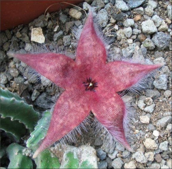 Name:  Stapelia 7 du jardin.jpg
Views: 667
Size:  72.1 KB