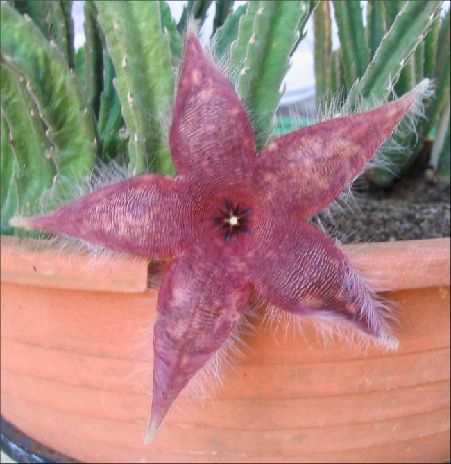 Name:  Stapelia 7.jpg
Views: 696
Size:  60.7 KB