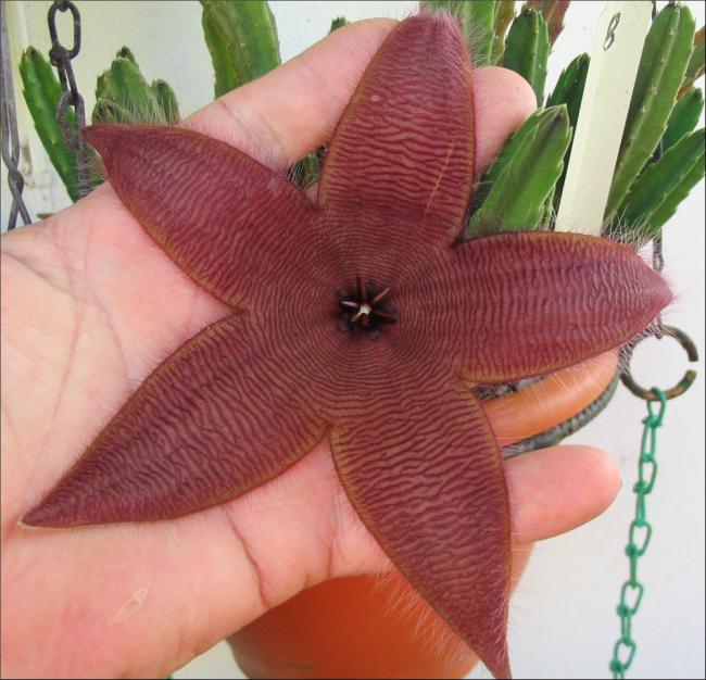 Name:  Stapelia 8.jpg
Views: 741
Size:  58.8 KB