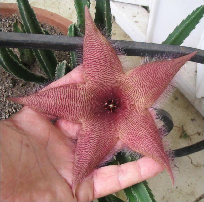 Name:  Stapelia 9.jpg
Views: 672
Size:  69.5 KB