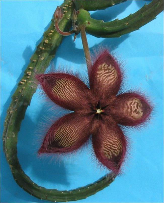 Name:  Stapelia 10 a.jpg
Views: 704
Size:  69.6 KB