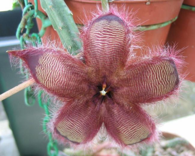 Name:  Stapelia 10.jpg
Views: 731
Size:  53.8 KB