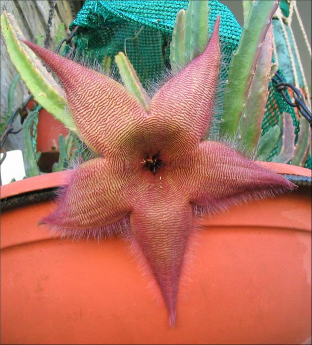 Name:  Stapelia 14.jpg
Views: 691
Size:  70.7 KB