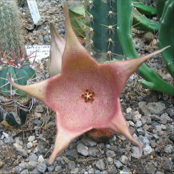 Name:  Stapelia 15 du jardin 1.jpg
Views: 785
Size:  73.1 KB