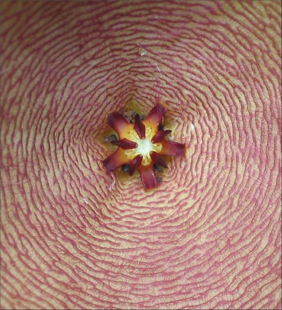 Name:  Stapelia 15 du jardin 2.jpg
Views: 670
Size:  72.6 KB