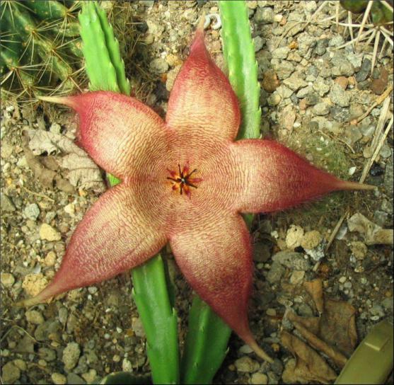 Name:  Stapelia 15 jardin.jpg
Views: 705
Size:  72.7 KB