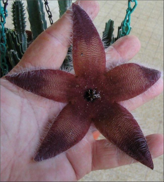 Name:  Stapelia 16 (2).jpg
Views: 673
Size:  60.9 KB