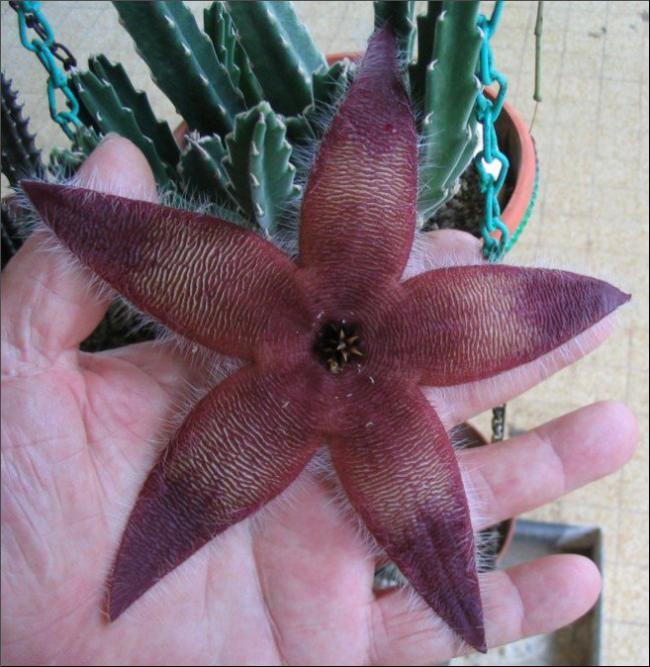 Name:  Stapelia 16.jpg
Views: 735
Size:  66.9 KB