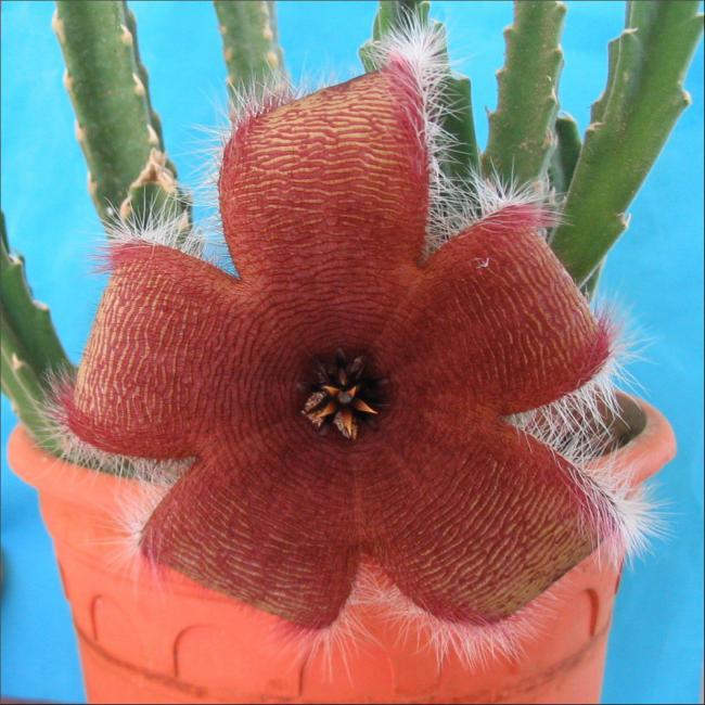 Name:  Stapelia 17.jpg
Views: 703
Size:  66.2 KB