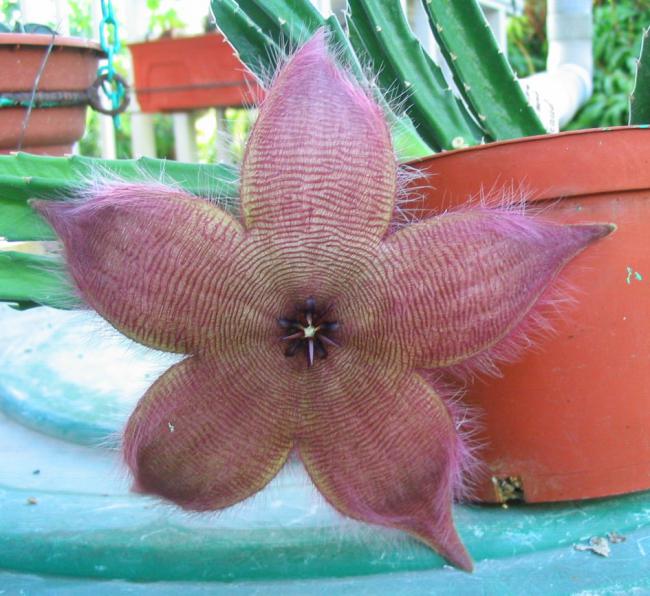 Name:  Stapelia 18 bis.jpg
Views: 681
Size:  62.6 KB