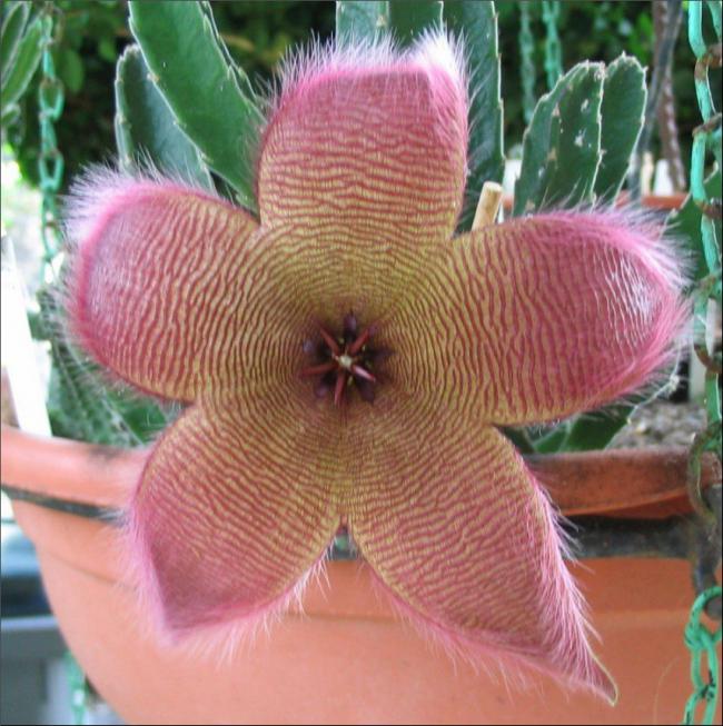 Name:  Stapelia 18.jpg
Views: 735
Size:  68.1 KB