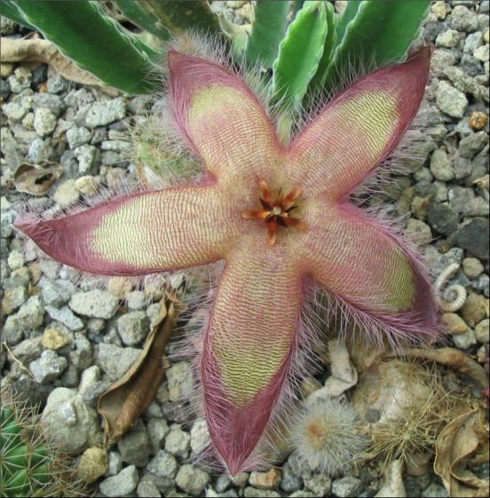 Name:  Stapelia 19 du jardin.jpg
Views: 735
Size:  72.8 KB