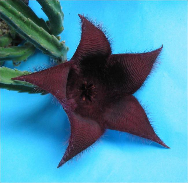 Name:  Stapelia 20.jpg
Views: 711
Size:  45.5 KB