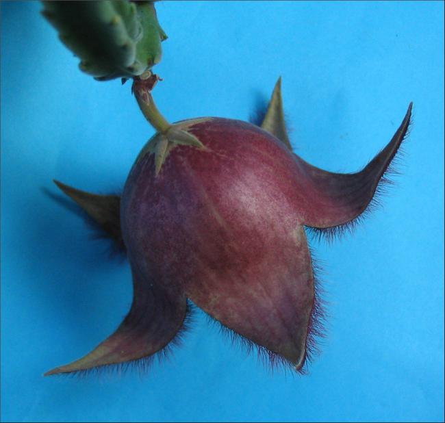 Name:  Stapelia 20-A.jpg
Views: 686
Size:  38.5 KB