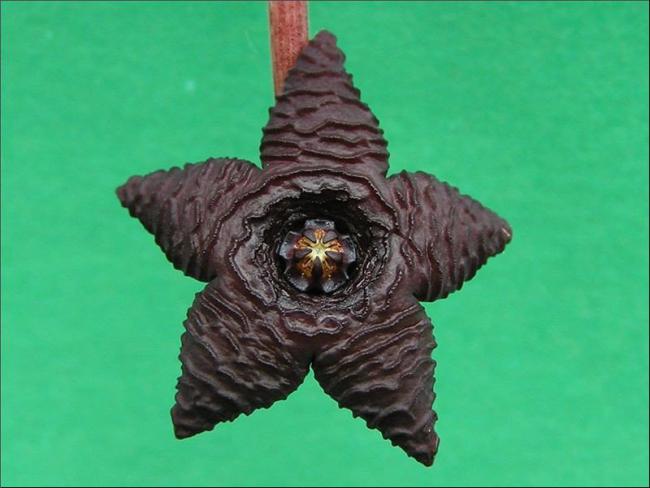 Name:  Stapelia aff similis.jpg
Views: 693
Size:  35.8 KB