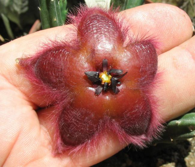 Name:  Stapelia asterias sp 6 cm.jpg
Views: 710
Size:  58.3 KB