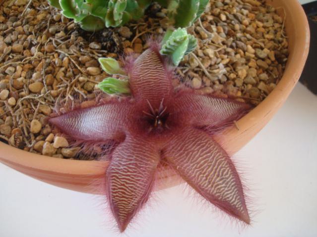Name:  Stapelia Asterias.jpg
Views: 712
Size:  47.0 KB