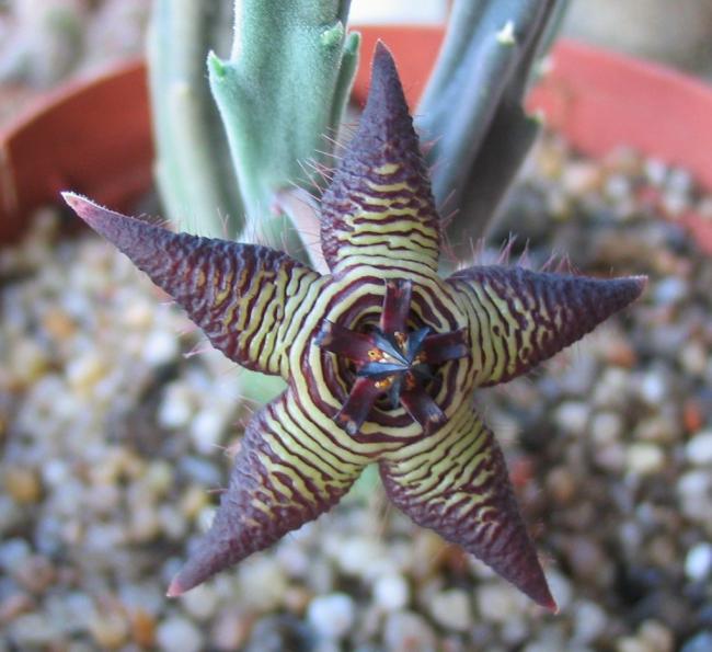 Name:  Stapelia cedrimontana.jpg
Views: 819
Size:  51.6 KB