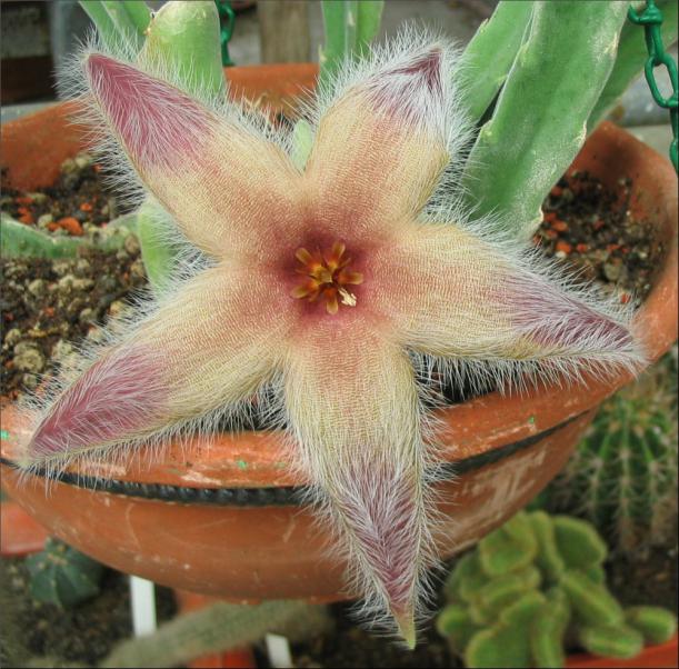 Name:  Stapelia desmetiana.jpg
Views: 944
Size:  71.6 KB