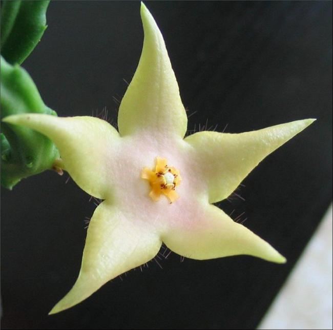 Name:  Stapelia divaricata.jpg
Views: 749
Size:  34.8 KB
