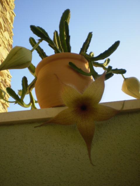Name:  stapelia empieza.jpg
Views: 709
Size:  31.1 KB