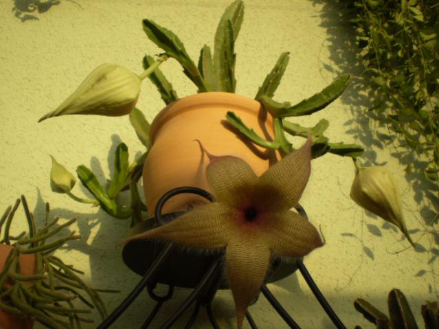 Name:  stapelia empieza0.jpg
Views: 880
Size:  45.7 KB
