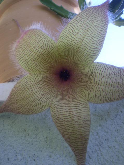 Name:  stapelia empieza1.jpg
Views: 879
Size:  43.6 KB