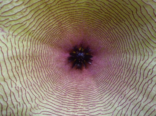 Name:  stapelia empieza2.jpg
Views: 836
Size:  63.8 KB