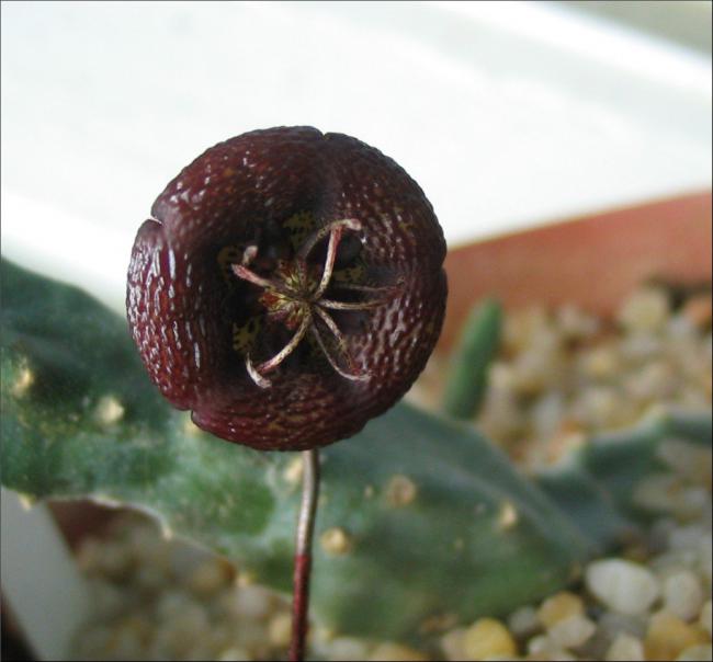 Name:  Stapelia engleriana0.jpg
Views: 902
Size:  36.2 KB